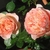large, double pink flowers