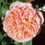 large, double pink flower