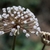 Closed white buds of flower balls