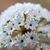Closeup of a ball of white tubular flowers with 5 split corollas