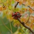 Seed pod