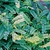 Compound elongated green leaves & twinning vine stems