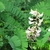 Compound elongated oval green leaves and flower cluster on axil