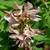 Whitish pink peas shaped flower cluster on axil of leaves