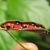 Brown seed pod with 5 shiny egg-shaped red & black seeds'