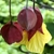 Red and Yellow bell shaped flowers