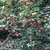 flowering shrub that produces red and yellow bell shaped flowers