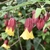 Albutilon megapotamicum flowering maple