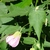 Flower with green calyx and pink sepals and trifoliate leaves