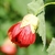 Drooping flower with green calyx and red sepals.