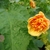 Orange flower with layered (double)  sepals