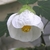 Pendulous flower with green calyx and 5 white sepals.
