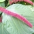 Thin pendulous pink inflorescence on leaf