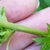 Green stem with short hairs