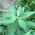 Lanceolate green leaves with serrated margins & alternate.