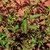 Multi stemmed erect habit