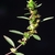 Insignificant half inch flowers with colorful bracts