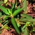 The leaves are set alternately on the stem, very narrow.