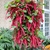 Bunching habit on green stem with pendulous red inflorescence