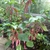 A. hispida grown in a greenhouse