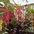 Growing in a hanging basket in the greenhouse