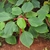 Medium green ovate leaves & dentate margin resemble nettle