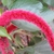 Flower detail of a drooping red inflorescence