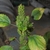Capsules forming on short flower spikes