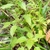 Short upright habit with spiky green bracts on green stem