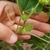 Green stem with hairs
