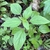 Oval serrated green leaves in alternate arrangement