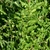 Short erect habit
