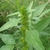 Oval green alternate leaves with serrated margin