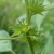 Tiny yellow flowers with large lobed bracts