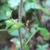 Flowers grow from the hairy bracts in the leaf axil. Hairy stem