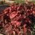 Oval coppery-bronze leaves with burgundy/bright pink specks
