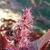 Tiny pink female flowers on a spike