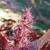 Acalypha wilkesiana