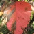 Shiny, oval to elliptic, leaves with red and purple mottling