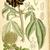 leaves and flowers