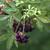 Eleutherococcus sieboldianus