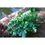 Deeply-lobed, soft-spiny, glossy, dark green leaves