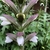 Spike of creamy white snapdragon-like flowers & purple bracts