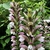 Creamy white snapdragon-like flowers & bracts on spikes