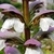 Close up two lipped tubular white flowers with purple hoods.