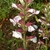 Flower spike of two lipped tubular white sepal & purple hoods
