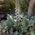 Spreading habit in bloom