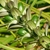 Green oval seeds on a spike
