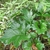 Closeup of dark green glossy deeply lobed large leaves