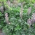 mounding habit of long-stalked, basal foliage & flower spikes